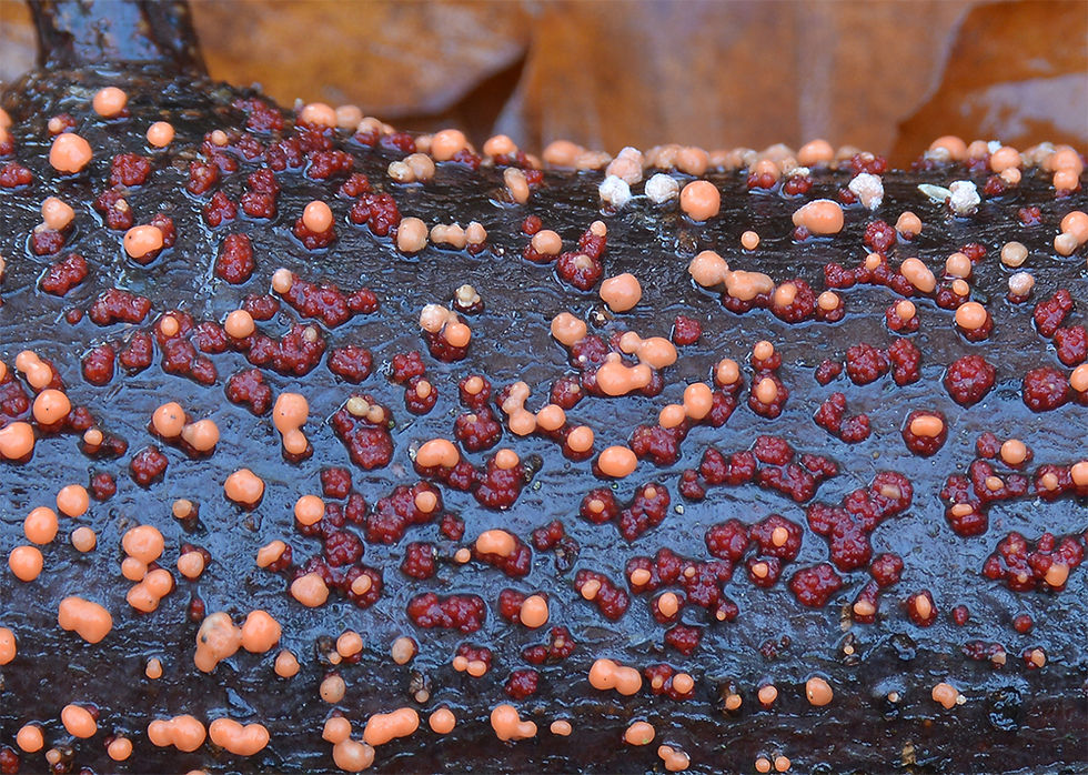 Nectria cinnabaríana - Cinnobergömming, anamorf. Sweden, Skåne, Vallåkra, Grönadal. 2016-11-17.
