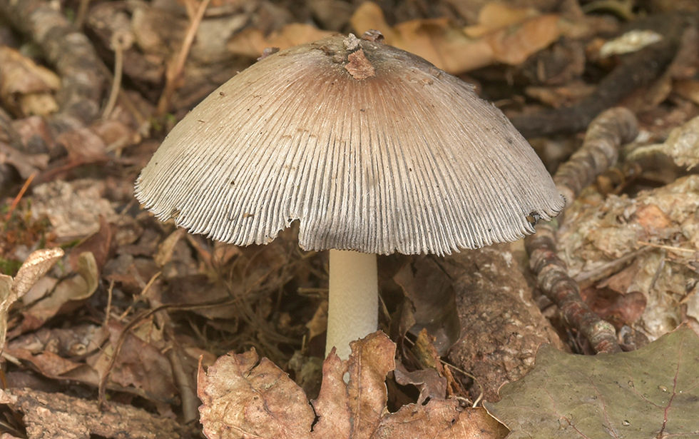 Coprinopsis insignis - Lundbläcksvamp
