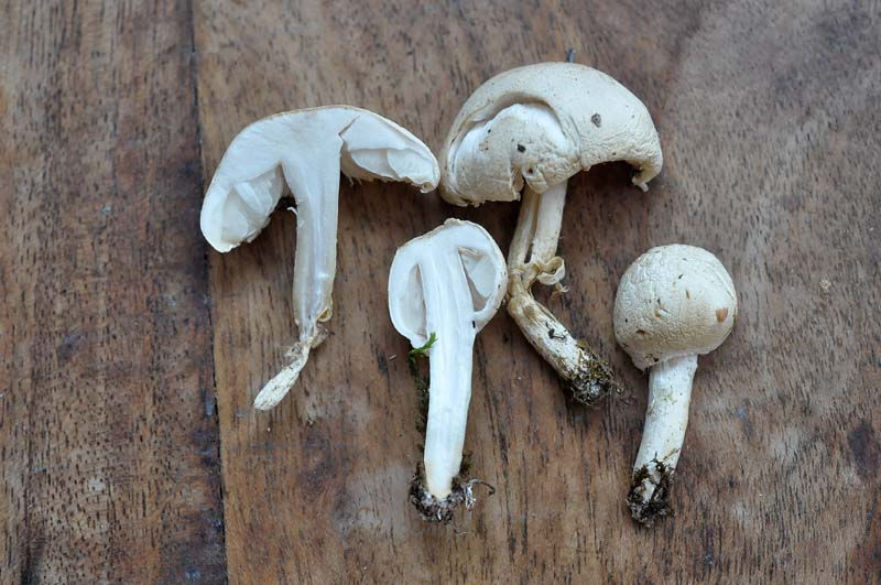 Lepiota erminea - Vit fjällskivling. Sweden, Skåne, Skanör 2009-10-31. (3)
