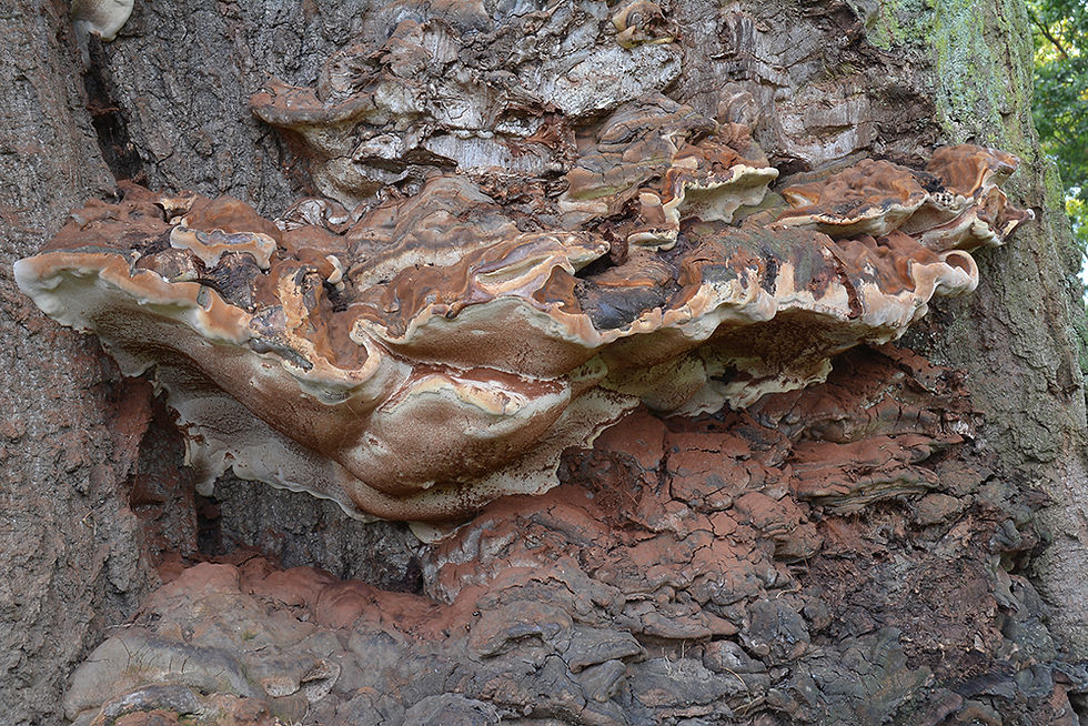 Ganoderma_adspersum_-_Sydlig_platticka_EN._Sweden,_Skåne,_Helsingborg,_Stadsparken._2016-10-09._(3)