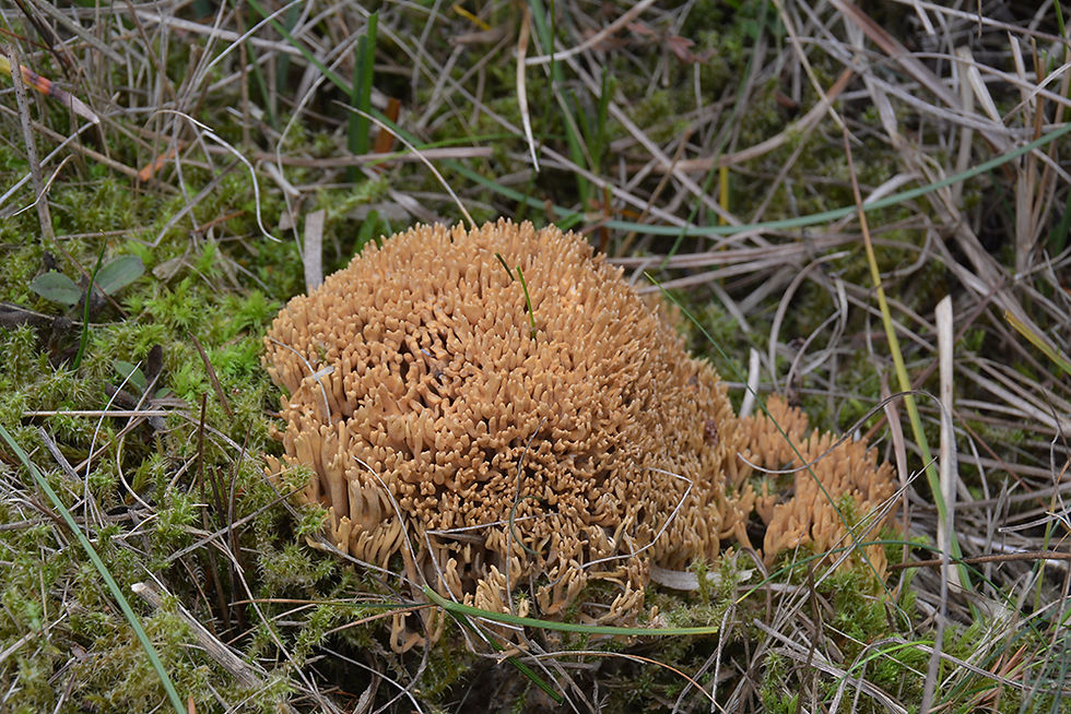 Ramaria_flaccida._Sweden,_Öland,_Tornholmsudde,_Dödevi_strand._2016-10-14__(11)