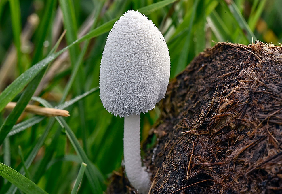 Snövit bläcksvamp - Coprinopsis nivea. Sweden, Skåne, Oxie, Käglinge