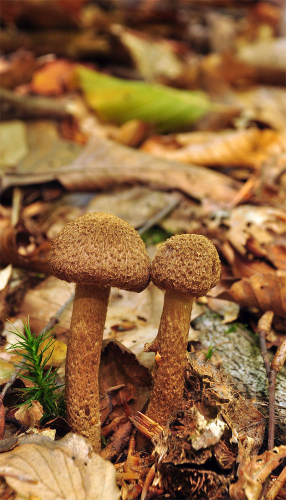 Inocybe lanuginosa - Spärrfjällig tråding. Sweden, Skåne, Fintorp, Oregården. 2014-09-17. (2)