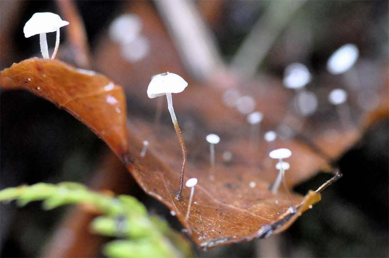 Marasmius_epiphylloides,_Murgrönsbrosking._Sweden,_Skåne,_Falsterbo,_Stadsparken._2009-10-31__(14)