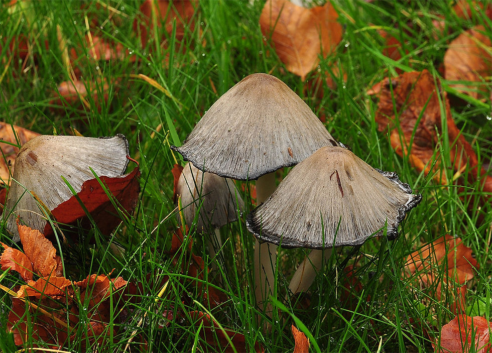 Coprinopsis atramentaria - Grå bläcksvamp. Sweden,. Skåne, Bäckaskogs slott. 2014-10-12. (5)