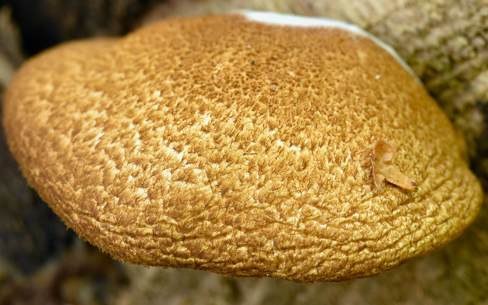 Crepidotus_mollis_var