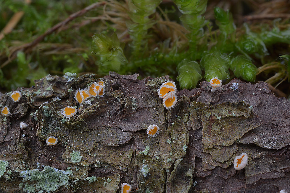 Lachnellula abietis. Sweden, Östergötland, Omberg. 2015-05-01-03. (2)