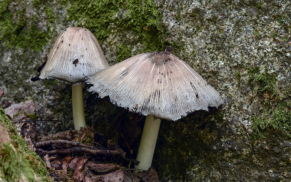 Coprinopsis insignis - Lundbläcksvamp, (