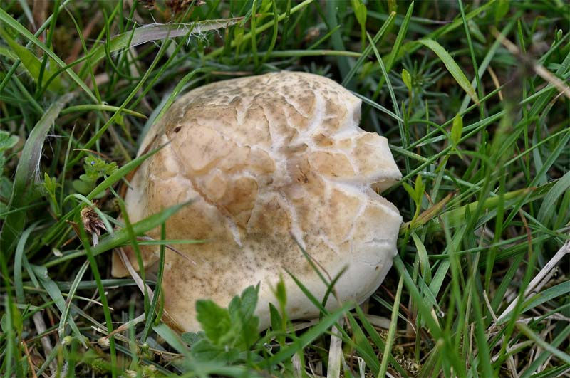 Calocybe gambosa - Vårmusseron. Sweden, Skåne, Löddeköpinge, Järavallen. 2010-05-26. (2)