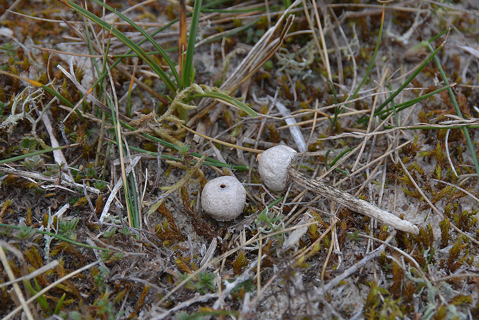 Tulostoma kotlabae - Grå stjälkröksvamp (EN). Sweden, Öland, Tornholmsudde, Dödevi strand. 2016-10-
