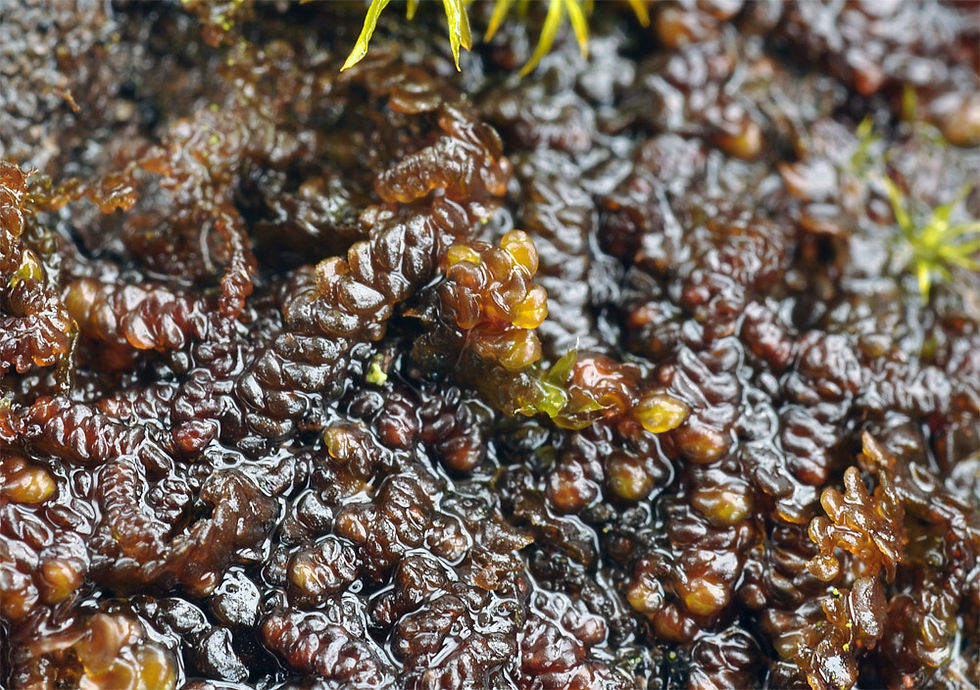 Frullania dilatata - Hjälmfrullania