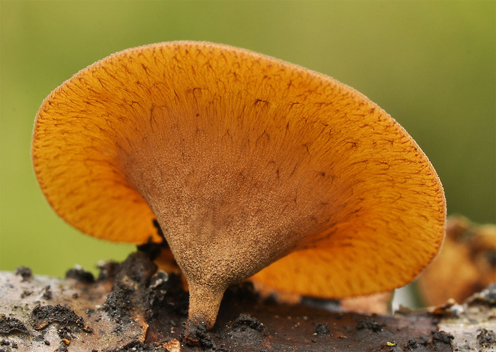 Rutstroemia firma - Brun kvistskål. Sweden, Skåne, S. Sandby, Måryd. 2017-09-23. (2)