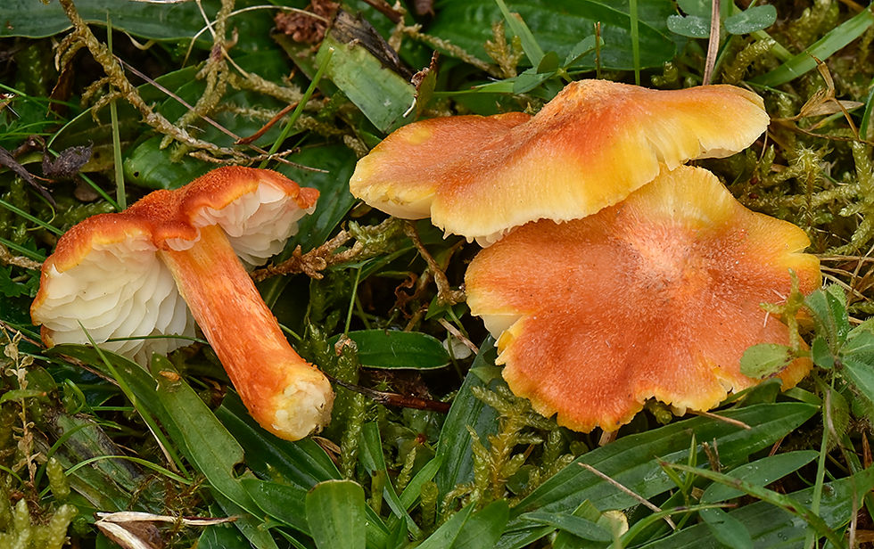 Hygrocybe intermedia - Trådvaxskivling. Sweden, Småland, Aneby, Råby, Bengts fågeltorn