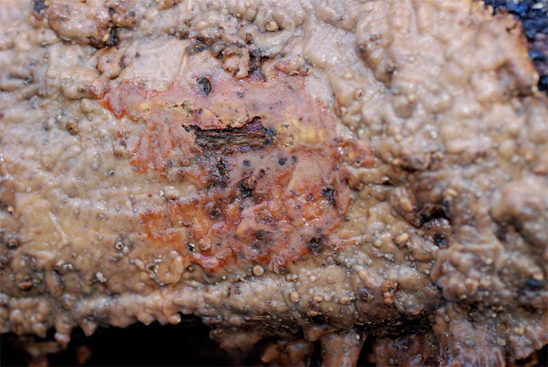 Stereum rugosum - Styvskinn. Sweden, Skåne, Råådalen, Görarp. 2008-12-09. (4)