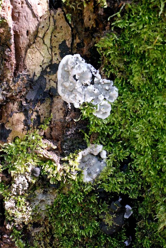 Kretzschmaria_deusta_-_Stubbdyna