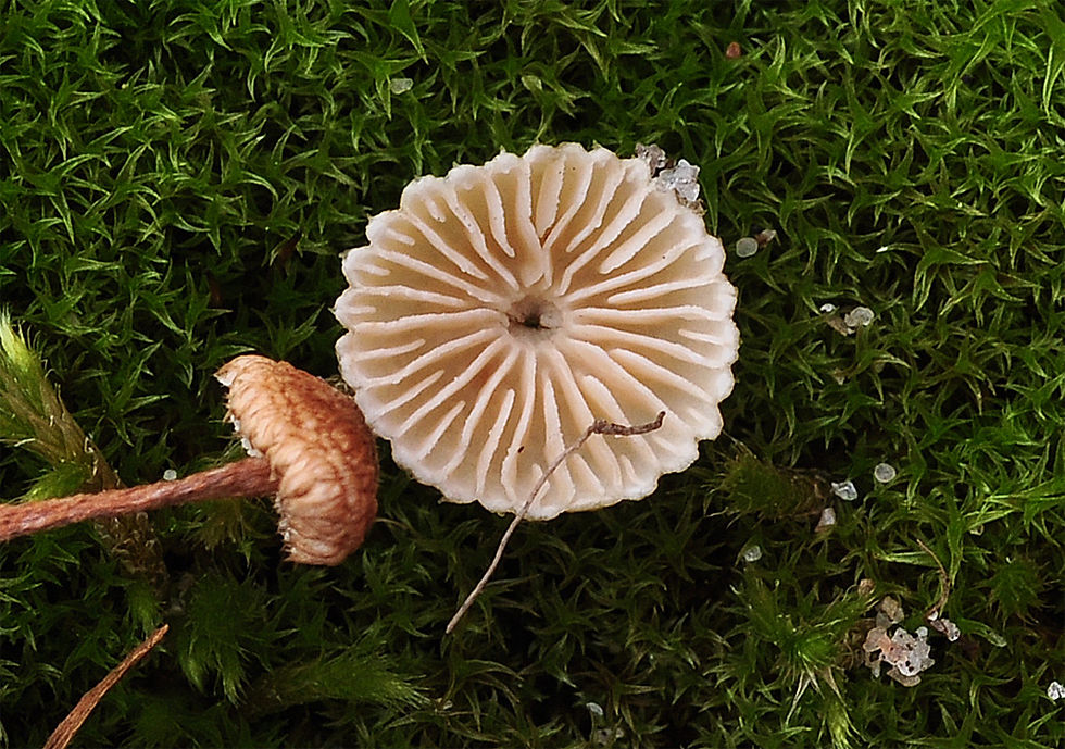 Crinipellis scabella, Stråbrosking. Sweden, Skåne, Råå, Västindiegatan 2014-11-08. (3)