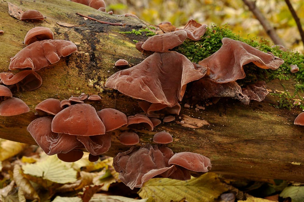Auricularia auricula-judae - Judasöra. Sweden, Skåne, Vallåkra, Råådalen. 2012-12-16. (1)