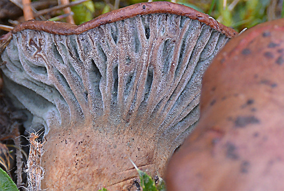 Chroogomphus rutilus - Rabarbersvamp. Sweden, Öland, Borgholm, Långlöt. 2015-10-10. (12)