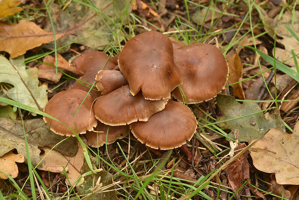 Cortinarius_hinnuleus_-_Glesskivig_spind