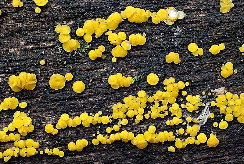 Bisporella citrina - Citronskål. Sweden, Skåne, Råådalen, Vallåkra. 2009-11-19. (4)