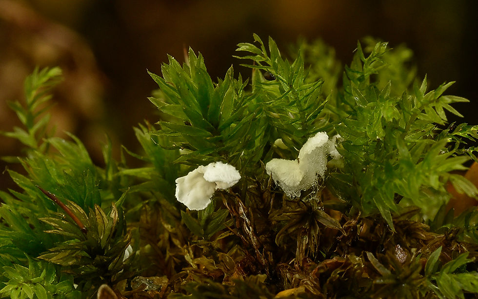 Rimbachia arachnoidea. Sweden, Skåne, Helsingborg, Sofieroskogen. 2021-10-09 (2)