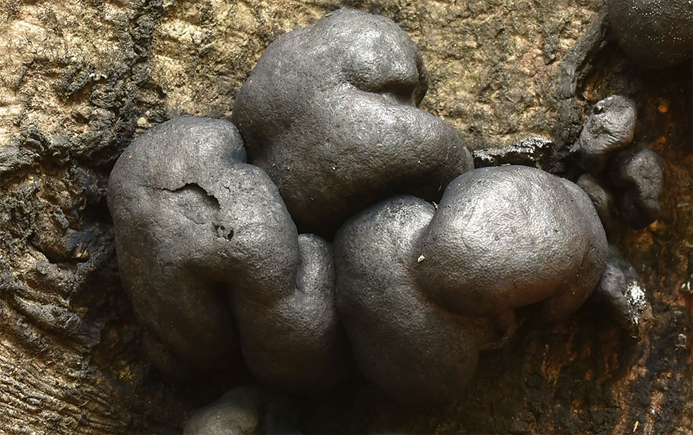 Daldinia_vernicosa__-_Skaftad_skiktdyna.