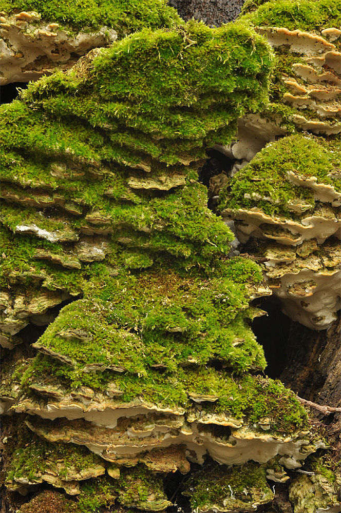 Oxyporus populinus - Lönnticka. Sweden, Skåne, Tomelilla, Åhuset. 2013-12-25. (1)