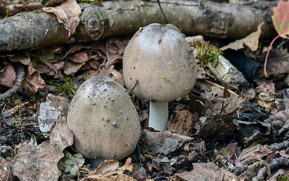Coprinopsis insignis - Lundbläcksvamp, (