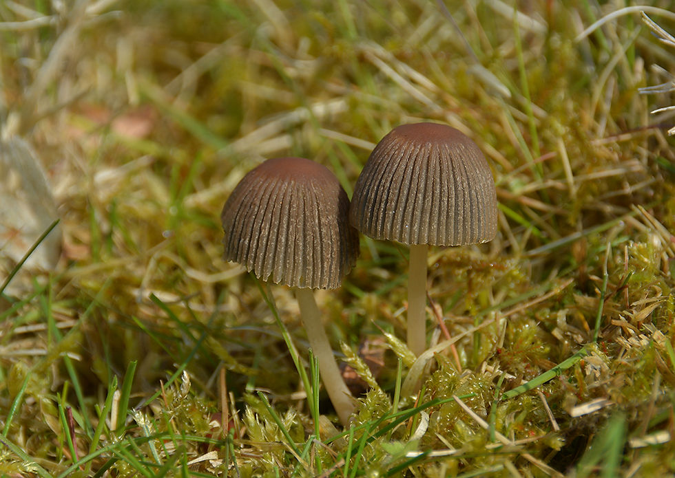 Parasola_plicatilis_-_Veckad_bläcksvamp._Sweden_Skåne,_Bjuv,_Hallabäckens_naturreservat._2016-05-01_