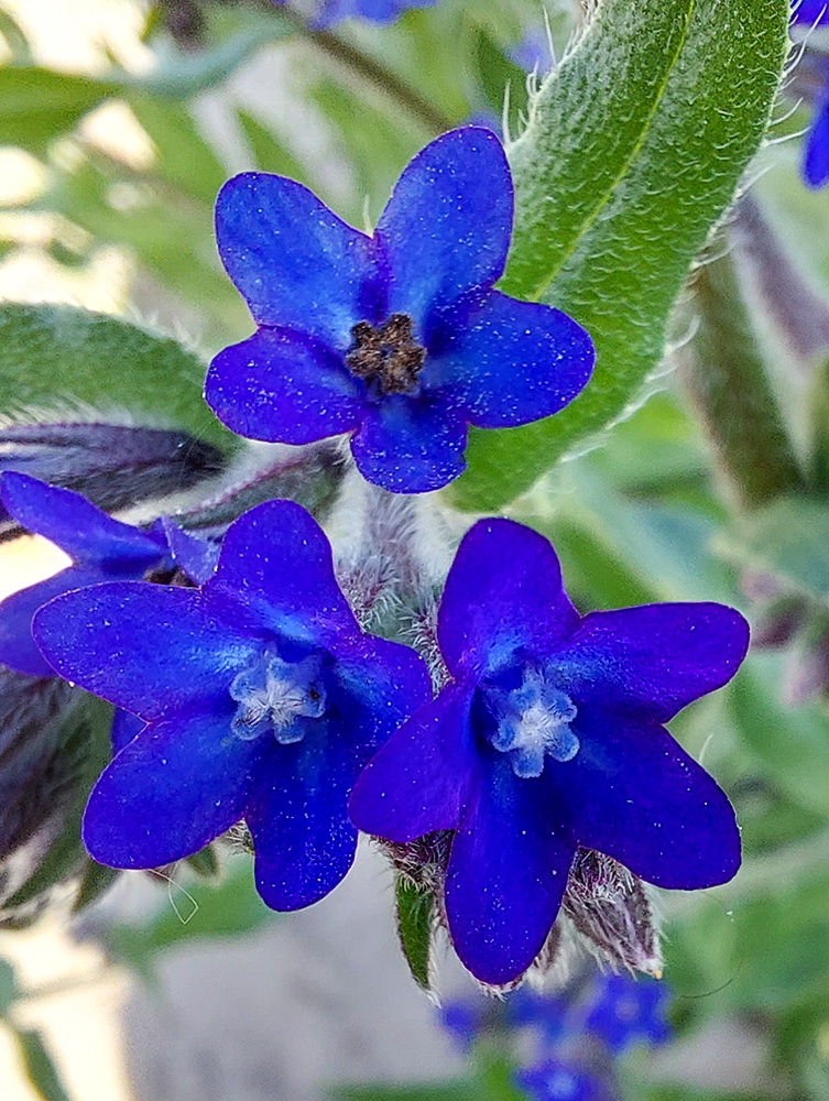 Anchusa officinalis - Oxtunga. Skåne, Höganäs, Lerberget, Snäckvägen mot Väsby sandmark