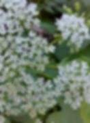 Aegopodium podagraria - Kirskål. Sweden, Skåne, Höganäs, vid Enrisvägen, fabriken