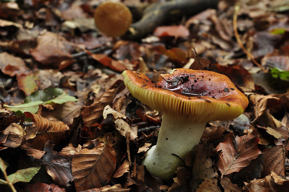 Russula aurea - Guldkremla. Sweden, Skåne, Söderåsens NTP, Skäralid. 2014-09-26. (1)