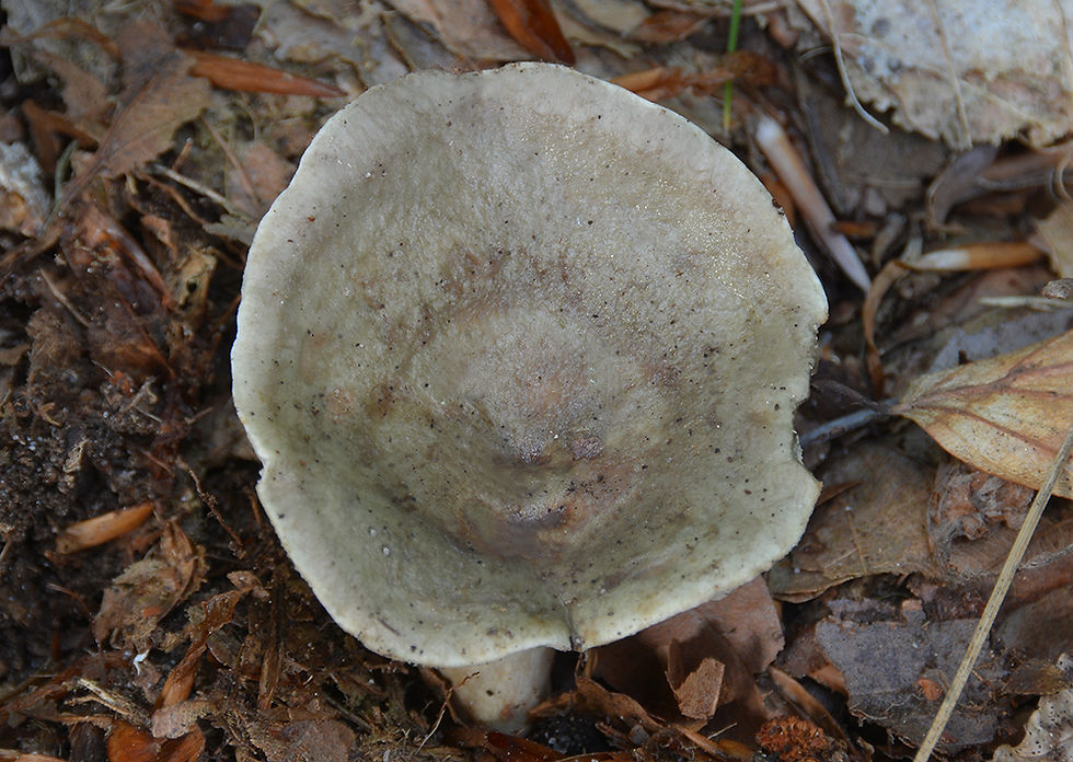 Lactarius fluens. Sweden, Skåne, Brösarp, Myrestad, Verkeån. 2016-10-01.