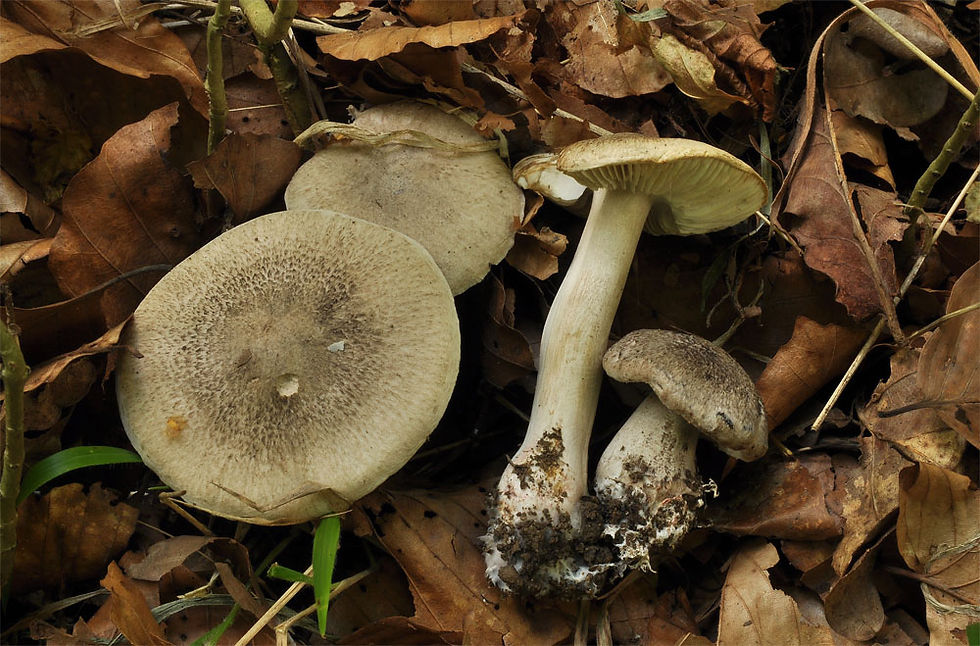 Tricholoma_basirubens_-_Rodnande_musseron_(VU)._Sweden,_Skåne,_Kristianstad,_Balsberget._2013-09-29.