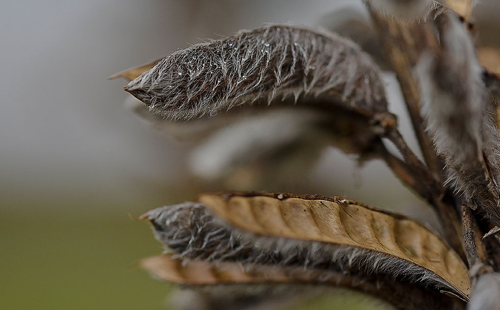 Lupinus polyphyllus - Blomsterlupin