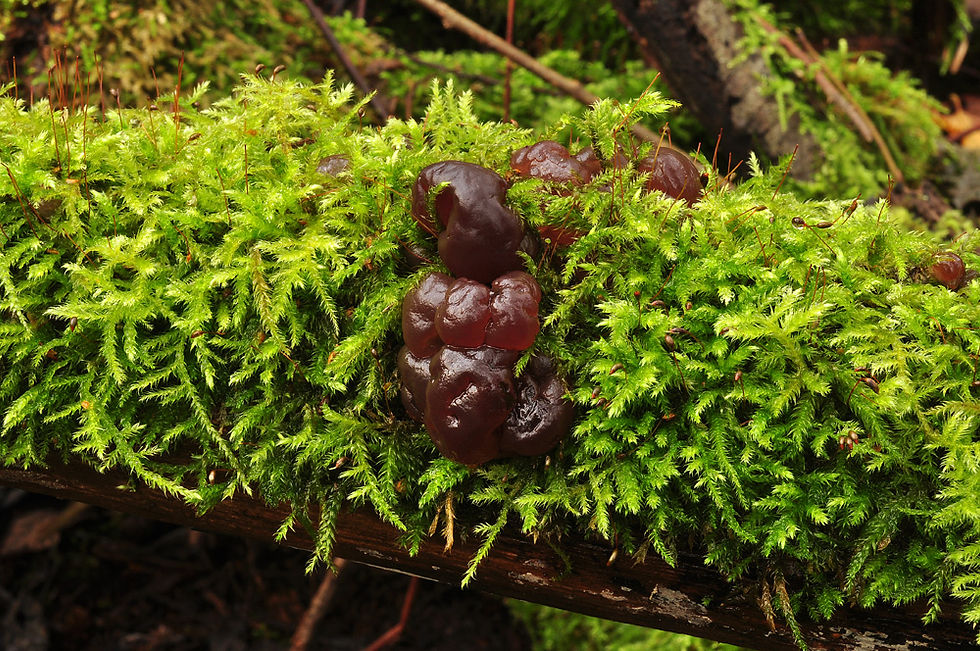 Tremella foliacea, Brunkrös. Sweden, Skåne, Råå, Esket. 2014-11-08.
