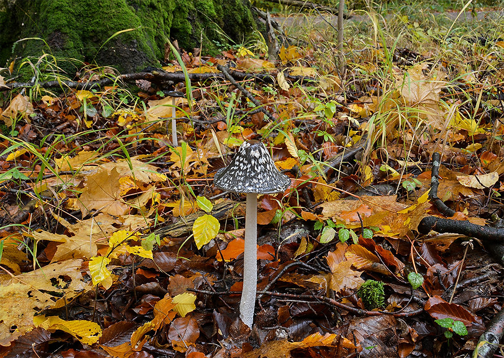 Coprinopsis picacea - Rutbläcksvamp. Sweden, Skåne, Eslöv, Stockamöllan. 2016-10-22. (17)