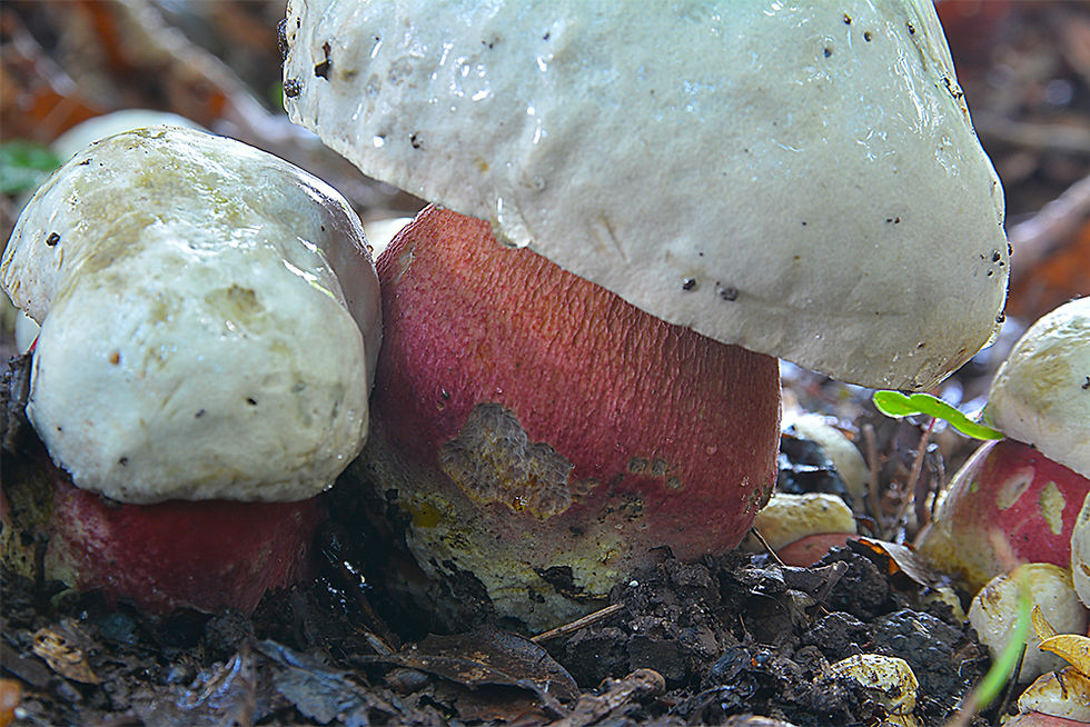 Rubroboletus satanas- Djävulssopp (EN)