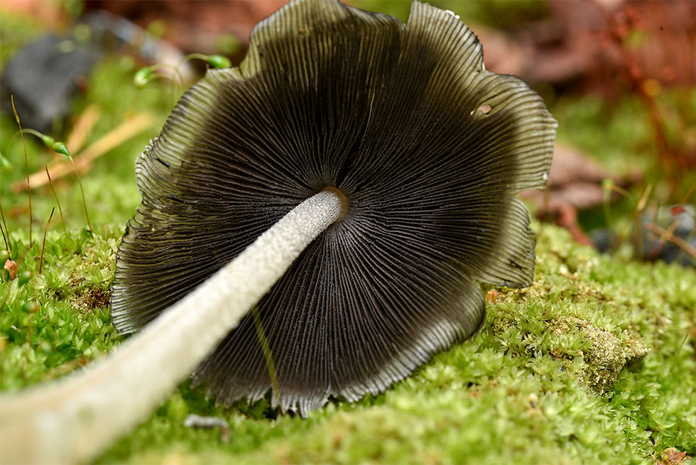 Coprinopsis_jonesii_-_Stor_brandbläcksva