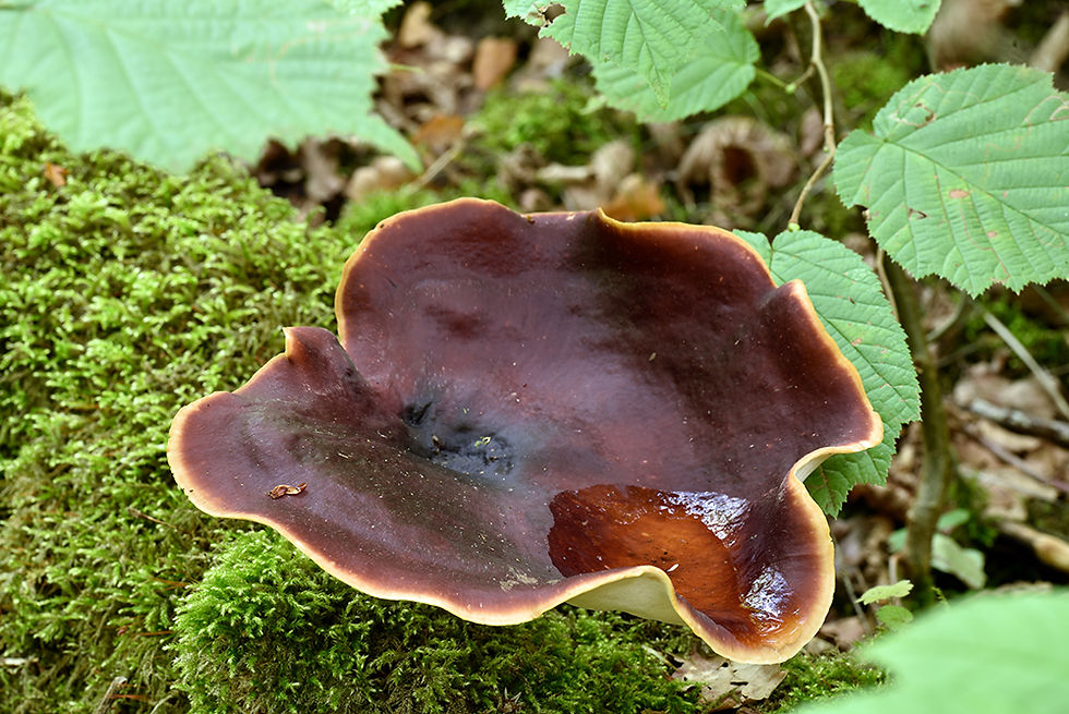 Picipes_badiuss_-_Stor_tratticka_(NT)