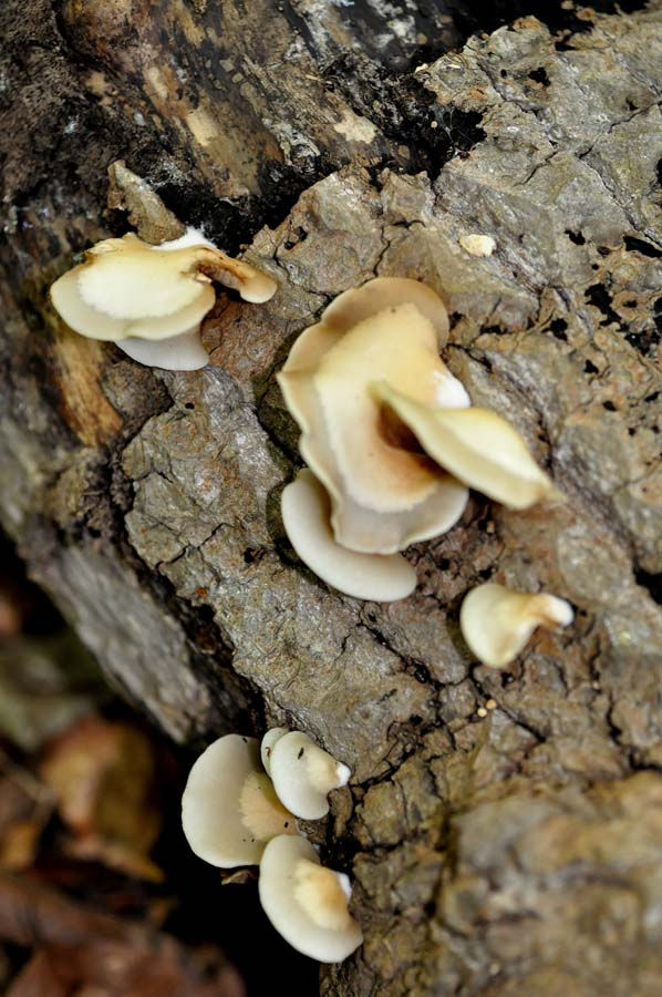 Crepidotus_mollis_-_Mjukmussling._Sweden,_Skåne,_Helsingborg,_Välaskogen._2009-08-23._(2)