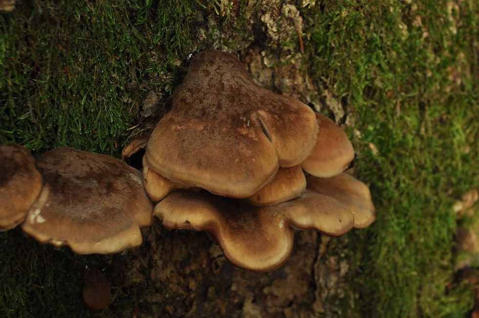 Björnmussling - Lentinellus ursinus