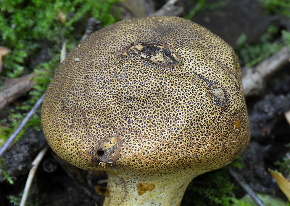 Scleroderma areolatum - Rutig rottryffel