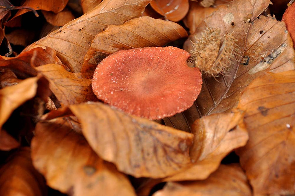 Cortinarius_cinnabarinus_-_Cinnoberspindling__(NT)._Sweden,_Skåne,_Helsingborg,_Välaskogen._2011-11-