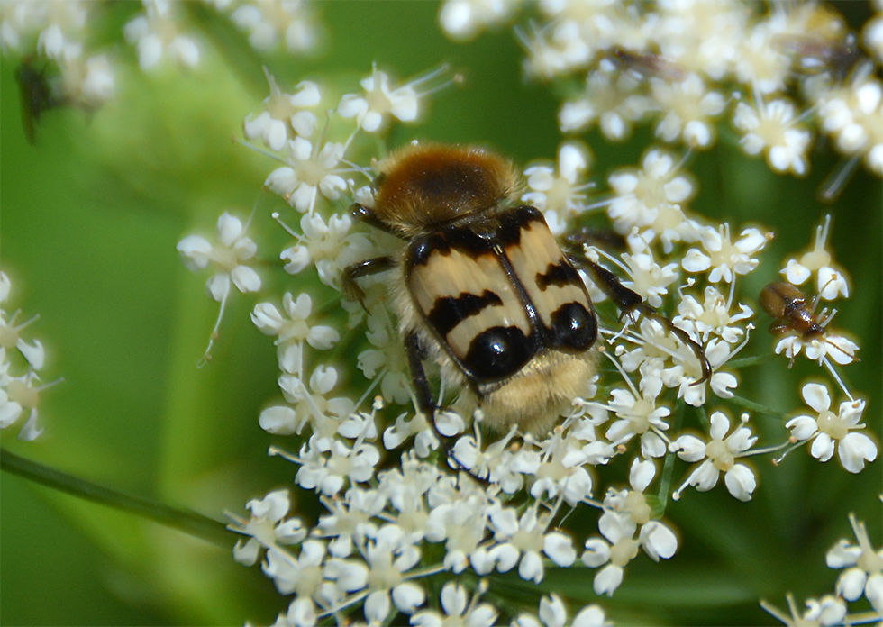 Trichius fasciatus - Humlebagge