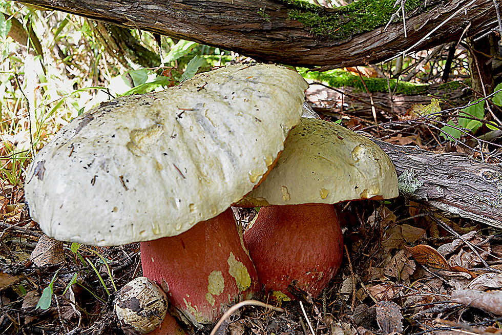 Rubroboletus satanas- Djävulssopp (EN)