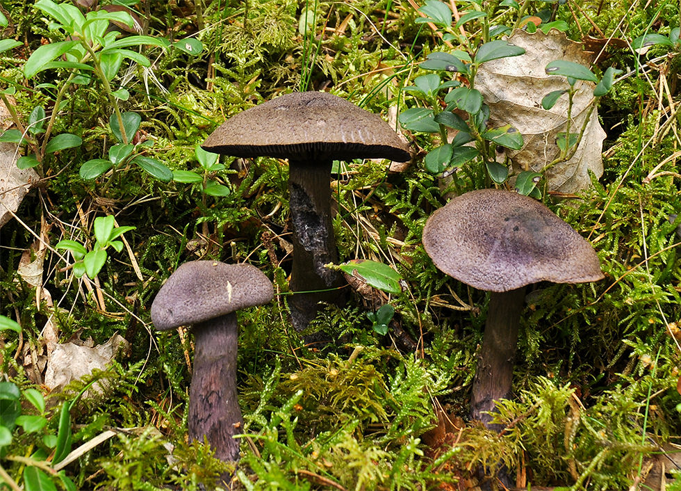Cortinarius violaceus - Lövviolspindling. Sweden, Skåne, Örkeljunga, Grytåsa. 2018-08-10 (36)