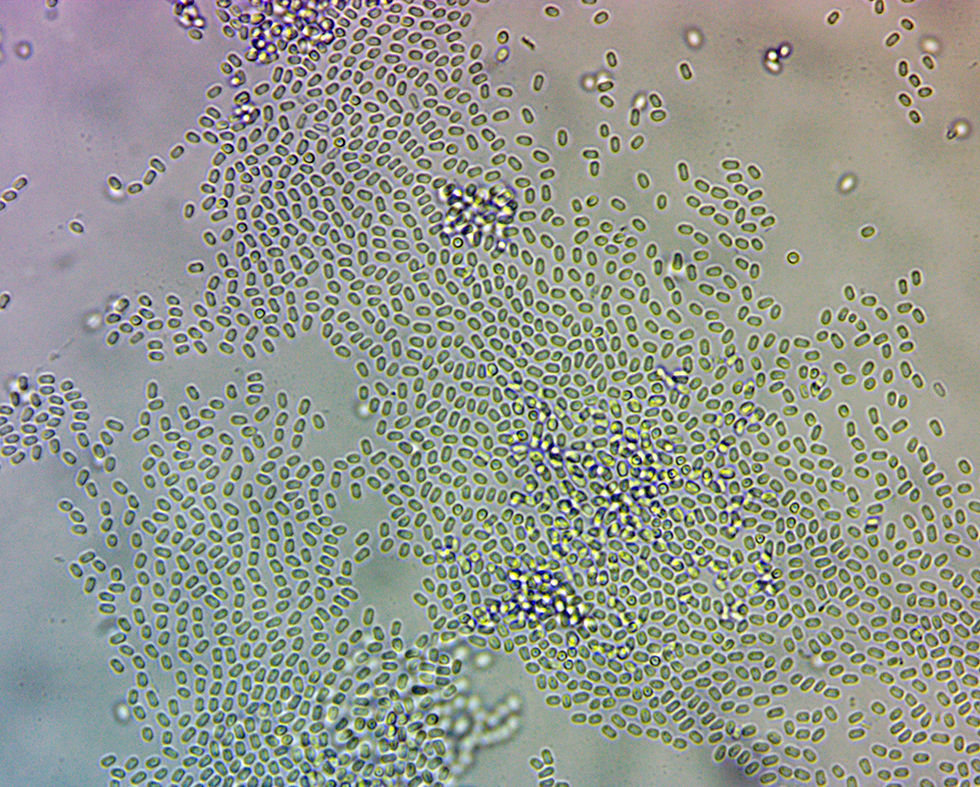 Dendrostilbella smaragdina