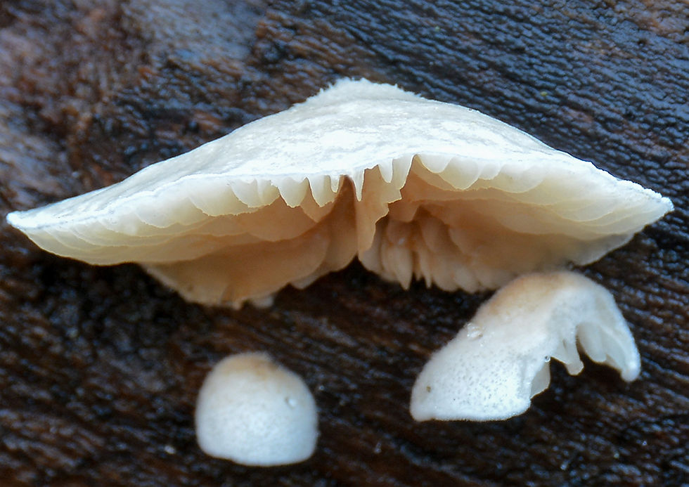 Crepidotus cesatii. Sweden, Skåne, Vallåkra, Grönadal. 2016-11-17 (2)