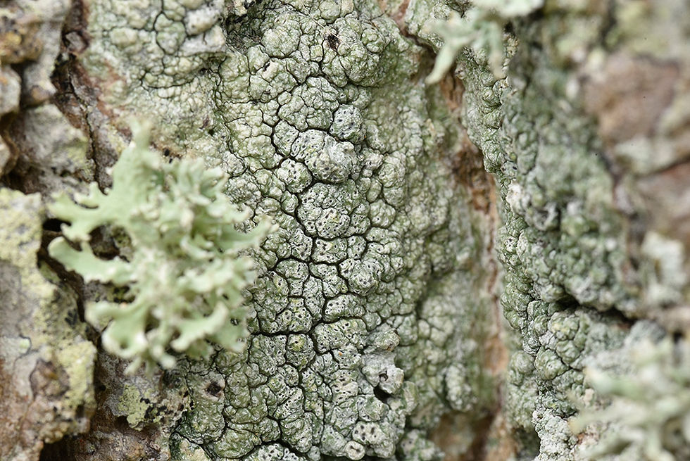 Pertusaria pertusa - Porlav. Sweden, Skåne, Helsingborg, Kulla Gunnarstorp